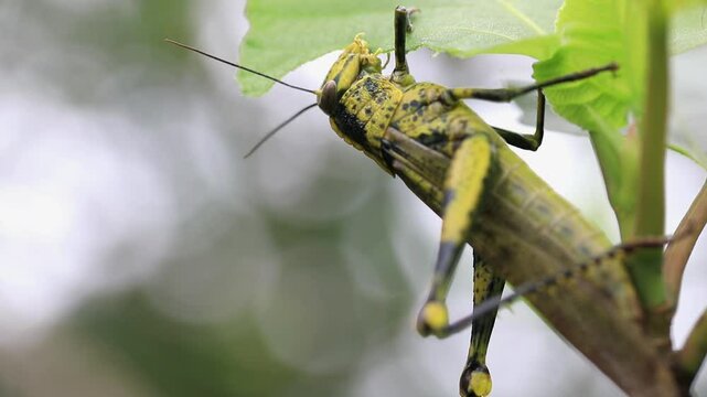 Close-up view of grasshopper on eating leaves on plant
