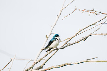 Side view of a male tree swallow sitting on a bare branch