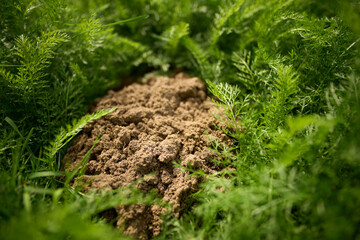 Healthy soil amidst green plants
