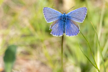 Common holly blue butterfly on a flower. High quality photo
