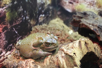 Incilius alvarius large frog toad sitting on rocks close-up