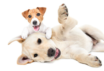 Funny jack russell terrier and labrador puppies playing together isolated on white background