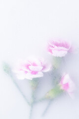 Bright beautiful bouquet of purple flowers arrangement behind a white matte glass blurry with water drops,soft focus,DOF- depth of field
