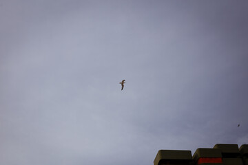Seagull isolated flying on a cloudy urban sky