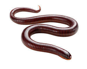Naklejka premium An earthworm is fascinating creature, showcasing long, slender body with glossy, reddish brown hue. Its unique shape and texture make it interesting subject for study and observation
