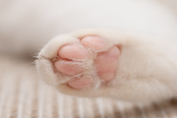 猫の後ろ足の裏側 © hakase420