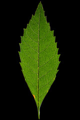 Green Leaf Isolated on Black Background