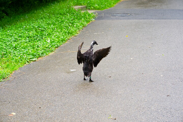 One black Indian Runner duck with spread wings outdoor at organic farm at Swiss City of Zürich on a cloudy spring day. Photo taken June 3rd, 2025, Zurich, Switzerland.