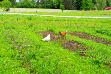 Chicken on vegetable field at organic farm at Swiss City of Zürich on a cloudy spring day. Photo taken June 3rd, 2025, Zurich, Switzerland.
