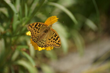 butterfly on flower