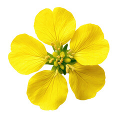 Close up of a bright yellow flower with four petals and a green center on a black background