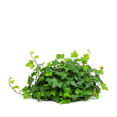A bush of green ivy with leaves, lushly grown on a white background.