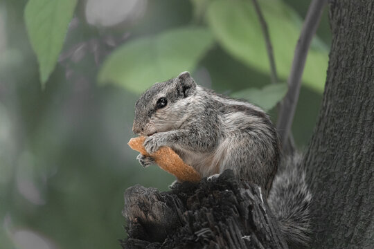 Close-up of a squirrel holding and eating a piece of bread on a tree trunk, with its eyes gently closed, giving a peaceful and focused appearance