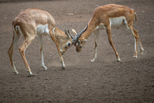Wild Blackbuck Antelopes Engaged in Intense Fight. Blackbuck Antelope Mating Ritual in Dusty Wilderness	