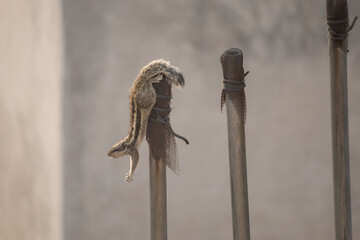An Indian palm squirrel hanging on a pole and doing stretching exercise