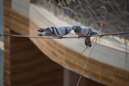 Two Pigeons Sharing a Tender Moment. Cute Birds Displaying Affection. Love Birds in the City