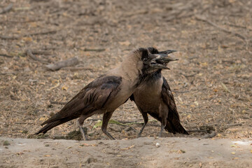 Crow Pair Engaging in Close Vocal Interaction. Crows Communicating Through Loud Calls in Natural Habitat