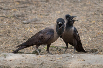 Crow Pair Engaging in Close Vocal Interaction. Crows Communicating Through Loud Calls in Natural Habitat