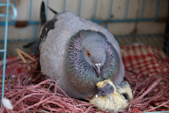 Mother Pigeon Cuddling Her Newly Hatched Chick
