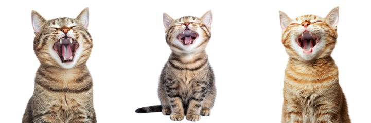 Set of cute laughing cats isolated on transparent background PNG