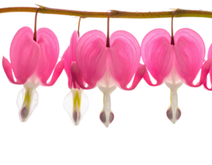 Row of Pink Bleeding Heart Flowers