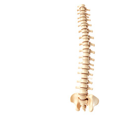 Human spine model showing vertebrae and pelvis bones in anatomical alignment, illustrating the structure of the vertebral column