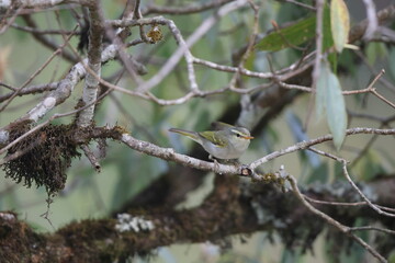 The western crowned warbler (Phylloscopus occipitalis) is a leaf warbler which breeds in Central Asia. 