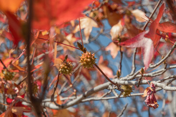 Bright red leaves and green fruits are the autumn season. Golden leaves and green fruits of Liquidambarian eraciflua, in focus against a background of blurred leaves. The design concept is nature.