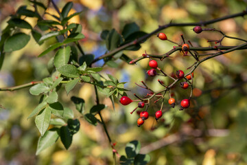 Autumn. Ripe wild rose fruits. A branch of a rose. rosehip fruits. Yellow-green leaves. A rosehip bush with fruits, ready for harvesting in autumn.