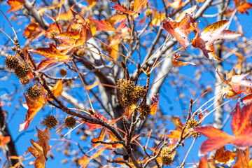 Colorful autumn background with red maple foliage. Liquidambar-eraciflua.Bright red leaves and green fruits are the autumn season. Golden leaves and green fruits of Liquidambarian eraciflua.