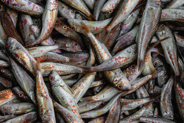 Fresh fish at the fish stall. Close-up of fresh red mullet (mullus barbatus) at the fish market. Fresh seafood at the fish market. Red mullets (Mullus barbatus) fresh fishes
