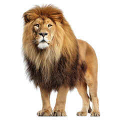 Obraz premium A majestic lion standing tall with a full mane against a black background looking at the viewer