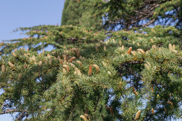 Larix sibirica, Siberian larch or Russian larc. Close-up of young green larch needles. Larch is the only deciduous European coniferous tree. A tree with fresh green leaves and cones on young branches.