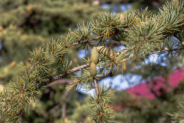 Close-up of young green larch needles. Larix sibirica, Siberian larch or Russian larc. A tree with fresh green leaves and cones on young branches. Larch is the only deciduous European coniferous tree.