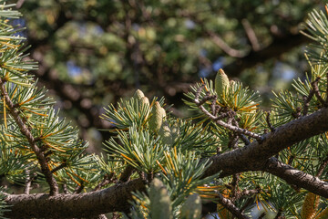 Close-up of young green larch needles. A tree with fresh green leaves and cones on young branches. Larix sibirica, Siberian larch or Russian larc. Larch is the only deciduous European coniferous tree.