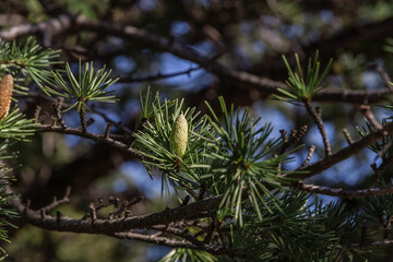 A tree with fresh green leaves and cones on young branches. Larch is the only deciduous European coniferous tree. Close-up of young green larch needles. Larix sibirica, Siberian larch or Russian larch