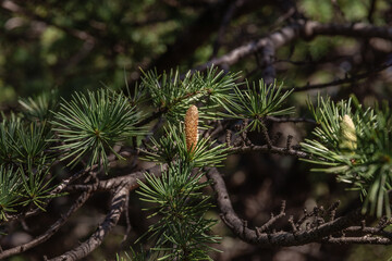 Larch is the only deciduous European coniferous tree. A tree with fresh green leaves and cones on young branches. Close-up of young green larch needles. Larix sibirica, Siberian larch or Russian larch