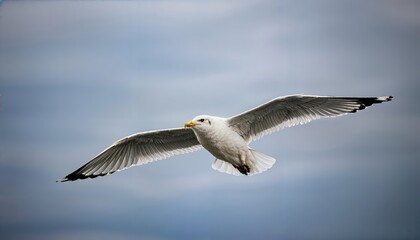 Striking Flight of a Seagull in White Against a Vast Ocean Backdrop, Capturing the Majesty and Freedom of Nature at Gigapixel Clarity