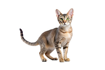 Arabian Mau Cat