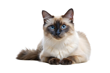 Balinese Cat