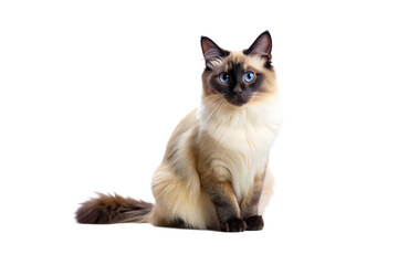 Balinese Cat