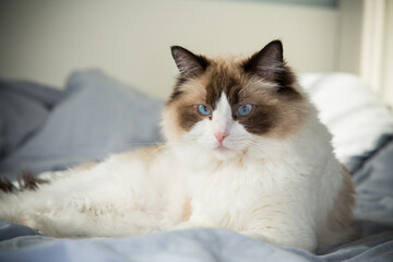Obraz premium big fluffy cat lying on bed, ragdoll breed