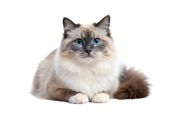 Birman Cat