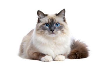 Birman Cat