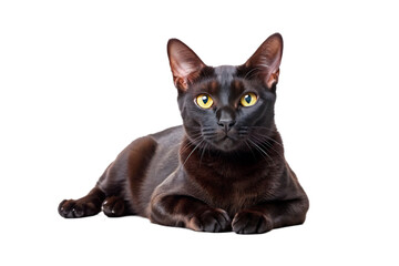 Bombay Cat