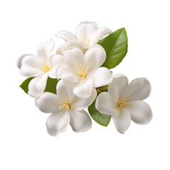 A cluster of white jasmine flowers with yellow centers and green leaves on a black background isolate