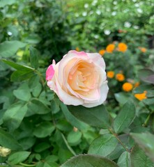 Pink white rose in the garden