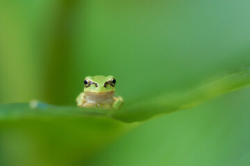 可愛い表情で葉の上のアマガエル真正面緑色背景