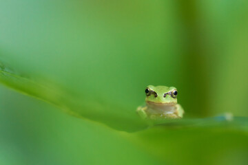 可愛い表情で葉の上のアマガエル真正面緑色背景