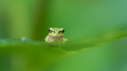 可愛い表情で葉の上のアマガエル真正面緑色背景